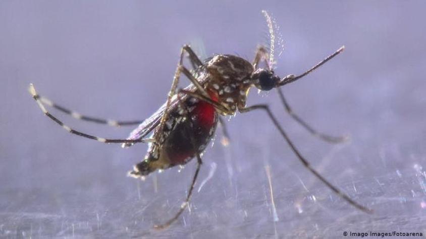 Identifican nueva cepa de zika en Brasil