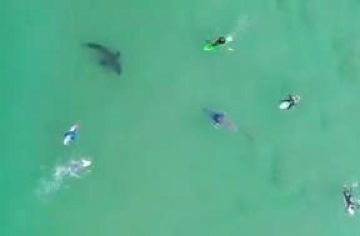 [VIDEO] El aterrador registro de un tiburón blanco merodeando a surfistas