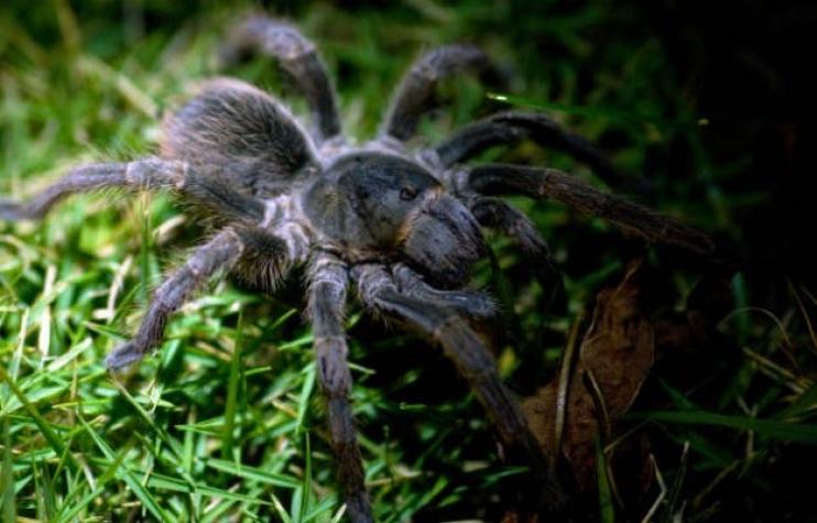[VIDEO] “¡Estaba aterrorizada!”: Pareja descubre gigantesca araña en la puerta de su casa