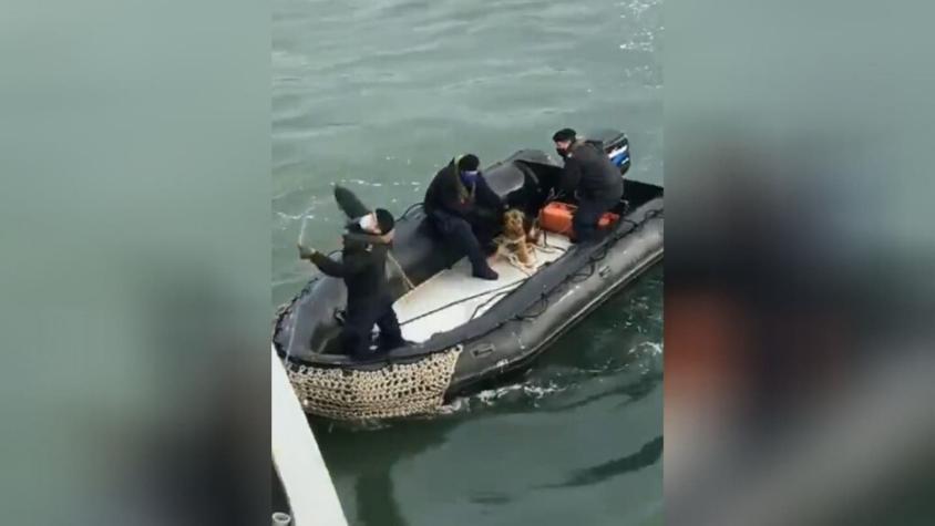 [VIDEO] Rescatan a perrito que estaba en el mar en bahía de Talcahuano durante sistema frontal
