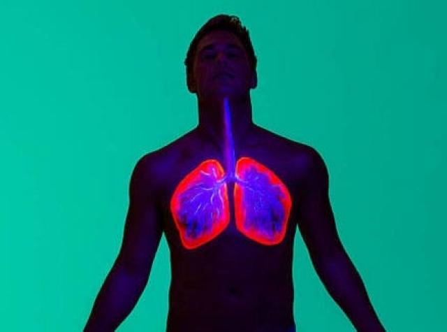 Recuperan pulmones humanos dañados al ser conectados al sistema circulatorio de cerdos