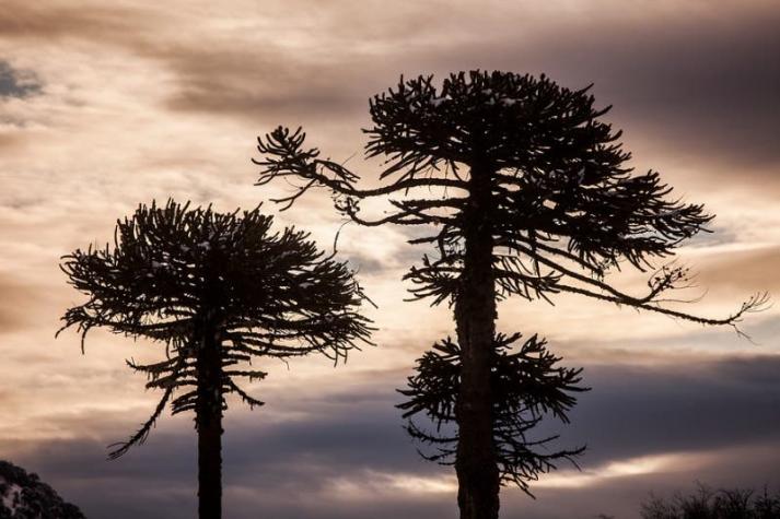 La Araucaria será especie ícono de Chile en plataforma iNaturalist