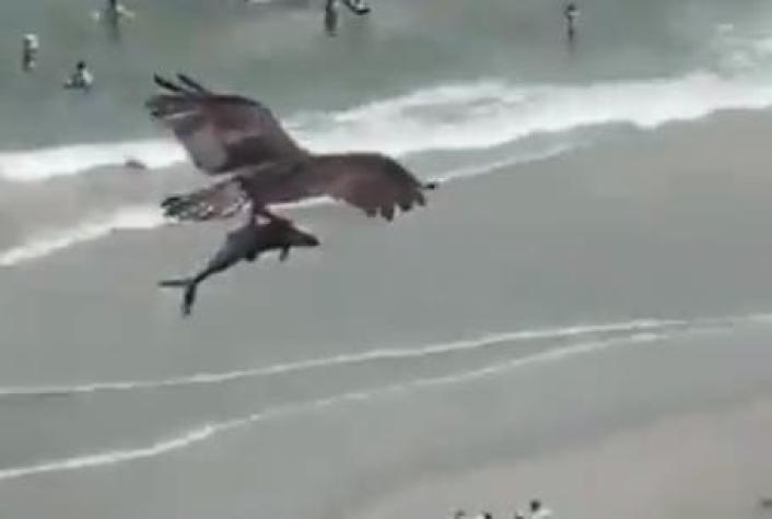 Captan sorprendente momento en que un águila sobrevoló una playa con un tiburón entre sus garras