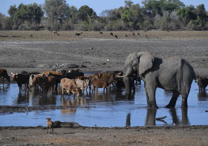 ¿Envenenamiento o patógeno desconocido?: investigan muerte de más de 350 elefantes en Botswana