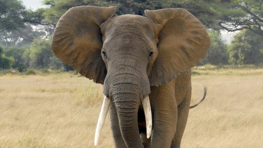 Muerte de elefantes en Botsuana: el misterio del deceso "sin precedentes" de cientos de ejemplares