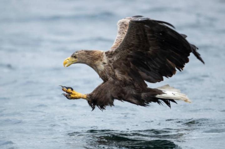 El registro de un águila volando con un tiburón en sus garras