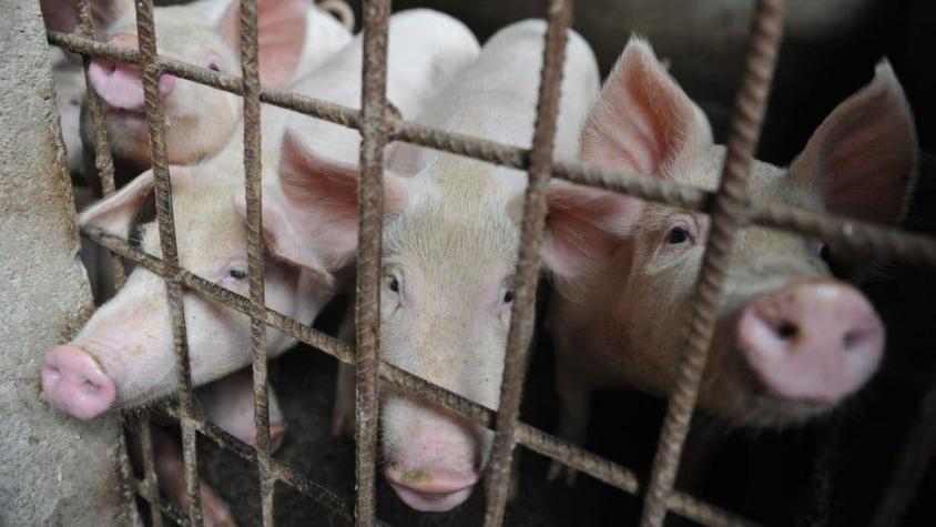 Gripe porcina en China: Qué hacer frente al virus con "potencial pandémico" detectado en Asia