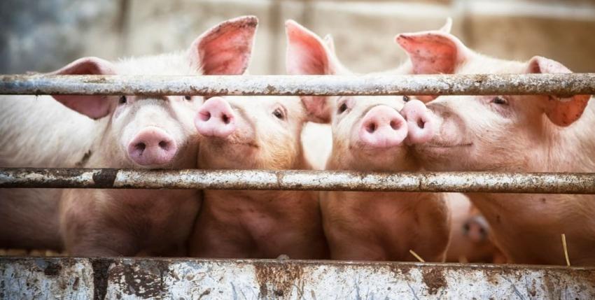 China asegura que gripe porcina G4 no es nueva y que no infecta fácilmente a los humanos