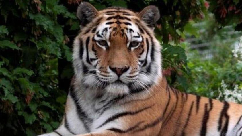 Un tigre mata a una cuidadora en un zoológico frente a un grupo de visitantes
