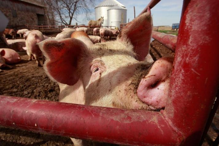 Alerta sin alarma: qué hacer frente al virus porcino con "potencial pandémico" detectado en China