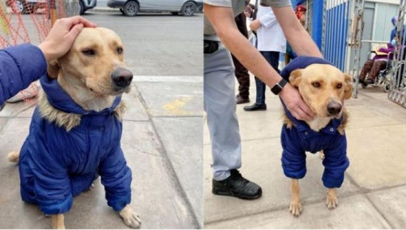La historia de un perro que espera hace días fuera de un hospital a su dueño con COVID-19