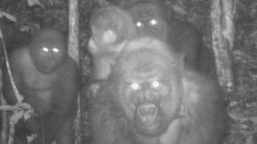 Las insólitas imágenes familiares del gorila más difícil de ver en el mundo