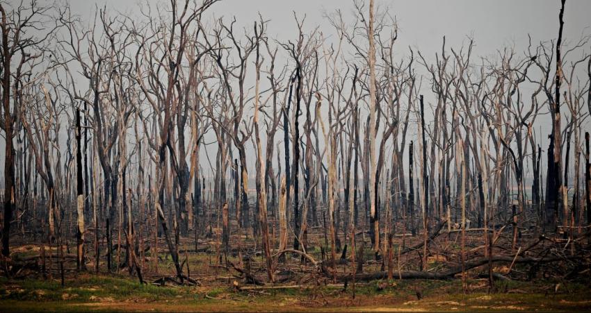 Deforestación récord en la Amazonía brasileña en el primer semestre de 2020
