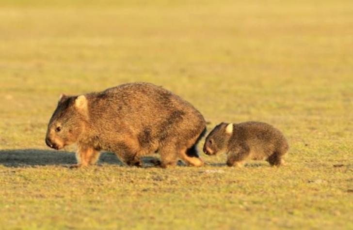 [FOTOS] La historia del rescate de un wombat del cadáver de su madre