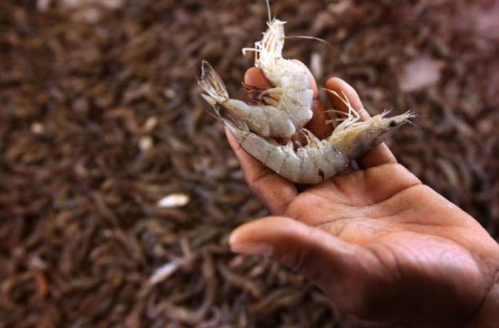 China detecta el coronavirus en gambas congeladas de Ecuador