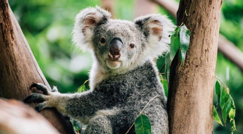 [VIDEO] El conmovedor retorno de los koalas a los bosques devastados por los incendios forestales