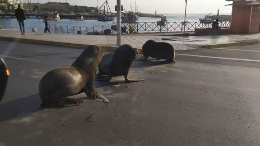 [VIDEO] Efecto cuarentena: Lobos marinos interrumpen tránsito en Antofagasta