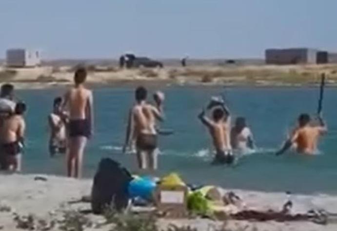 Polémica por turistas que golpearon a foca para que "los niños pudieran sacarse una foto con ella"