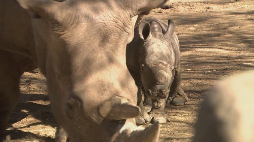 [VIDEO] Buin Zoo presenta a Atanasio: el rinoceronte blanco nacido en pandemia