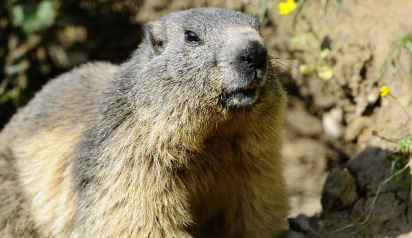 Adolescente muere de peste bubónica tras comer marmota infectada en Mongolia