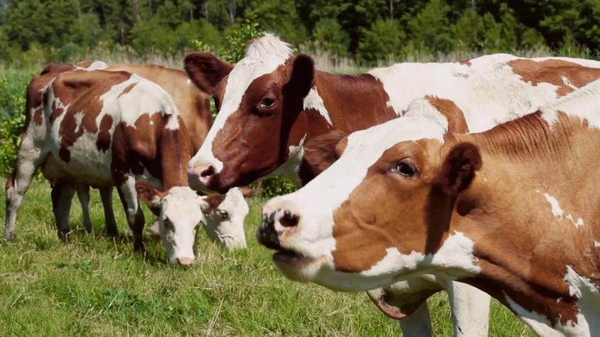 [VIDEO] Cambios en la alimentación: Descubren cómo reducir gases que emiten las vacas