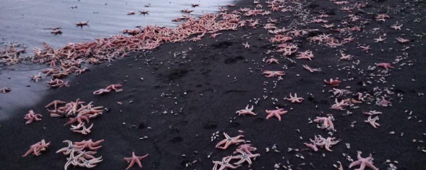 Investigan inusual presencia masiva de estrellas de mar en playas de Coronel y Lota