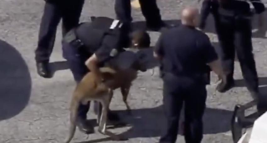 Policías capturan a canguro que deambulaba por las calles de Florida: "Realmente no lo creíamos"