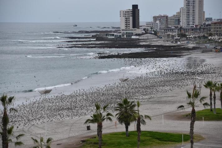 [VIDEO] Reportan "inusual" aparición de cientos de aves en Playa Cavancha de Iquique