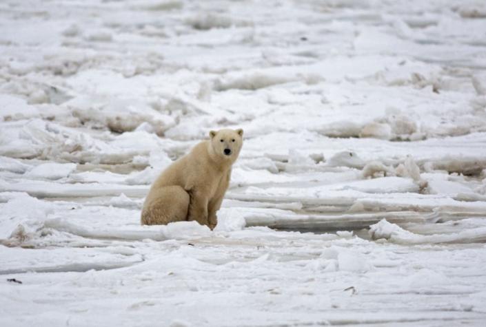 Advierten que osos polares podrían extinguirse antes de 2100 producto del calentamiento global
