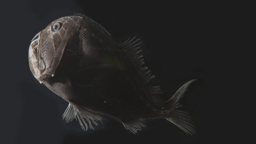 Los peces ultranegros que son capaces de atrapar la luz para hacerse "invisibles" a sus depredadores
