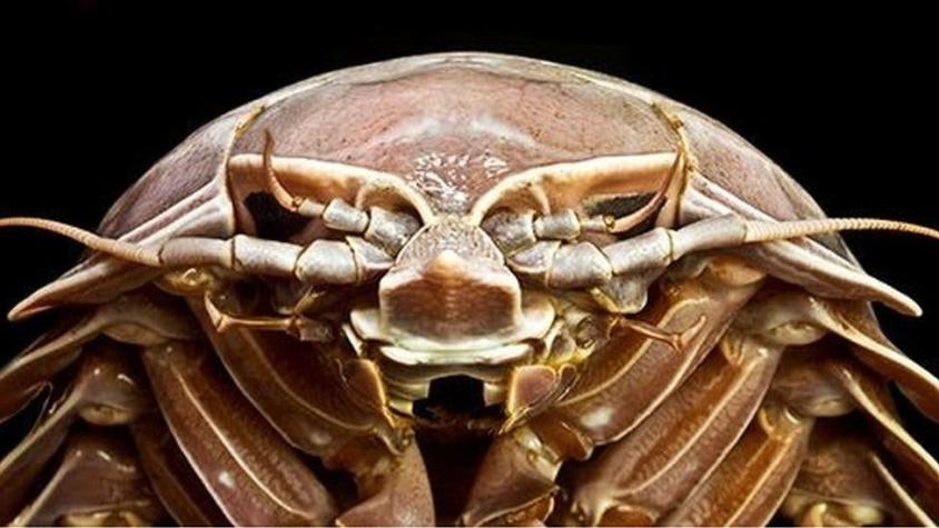 La gigantesca cucaracha descubierta en el fondo del mar