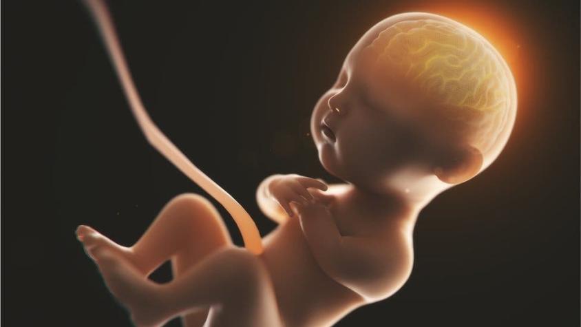 Así se decide la salud de nuestro cerebro antes y después de nacer