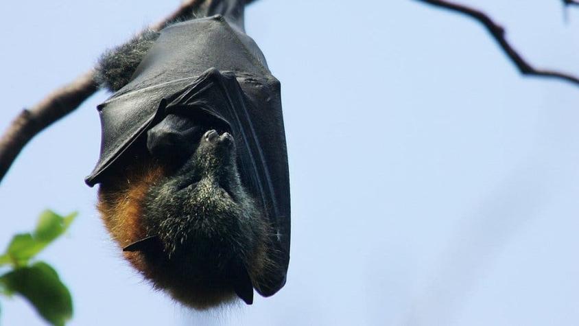 COVID-19: Cómo develar los secretos de la inmunidad de los murciélagos puede ayudar en pandemia