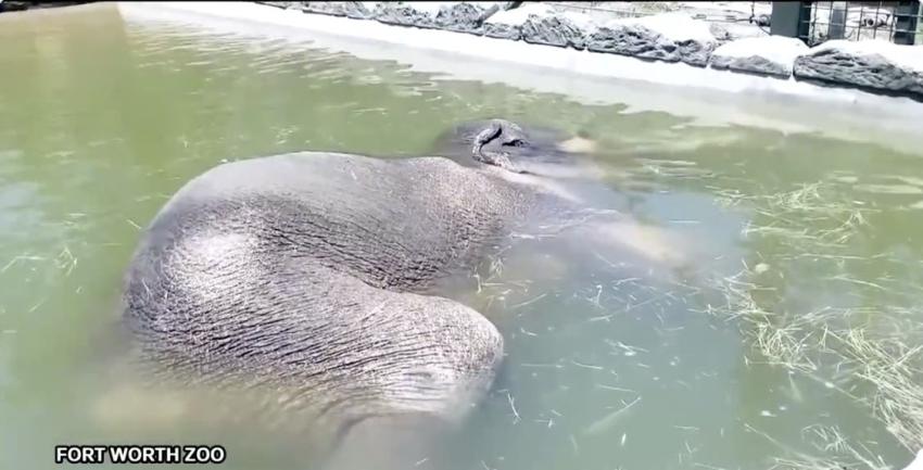 Elefante de 5 toneladas toma una siesta bajo el agua en un zoológico en Estados Unidos