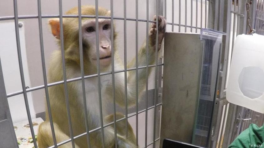COVID-19: la cloroquina tiene efecto positivo en monos, pero no en humanos