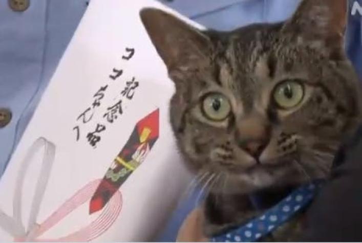 Gato es galardonado por la policía tras ayudar a salvar la vida de un anciano en Japón