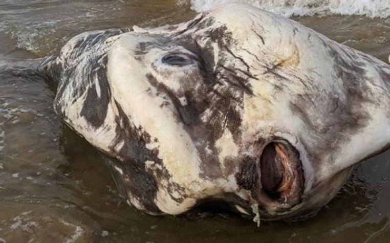 [FOTOS] Captan increíble criatura marina gigante en la orilla de un río de Australia