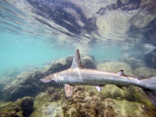 Observan dos nuevas variedades de tiburón en Galápagos