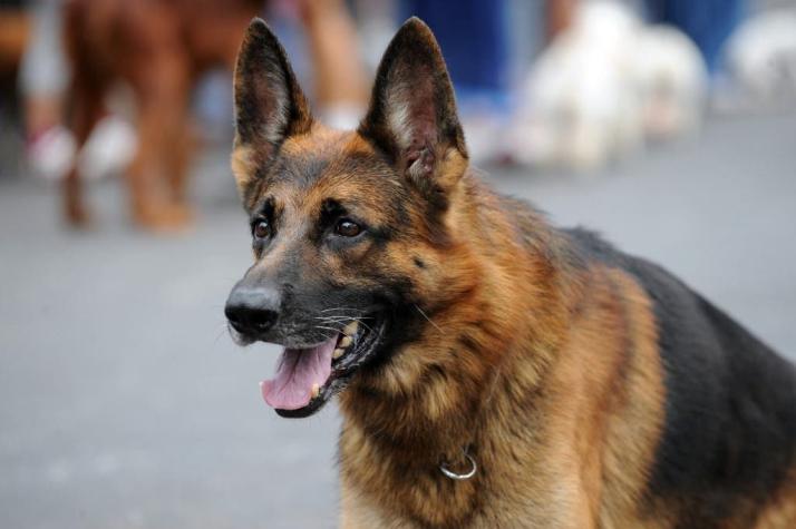 Muere Buddy, el primer perro en contraer COVID-19 en Estados Unidos