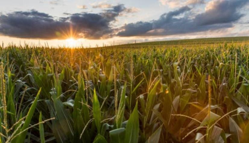 Programa busca conectar pymes de la agroindustria con financiamiento de hasta 800 millones