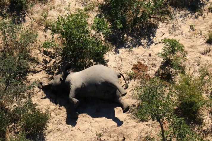 Toxinas naturales habrían causado la muerte de centenares de elefantes en Botsuana