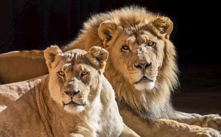 Pareja de leones fue sacrificada por su "edad avanzada" en el zoológico de Los Angeles