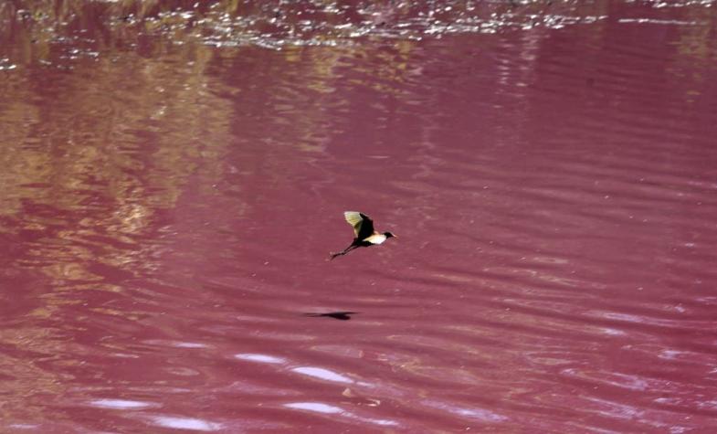 [FOTOS] Paraguay: Laguna se tiñe de color púrpura por la alta contaminación de sus aguas