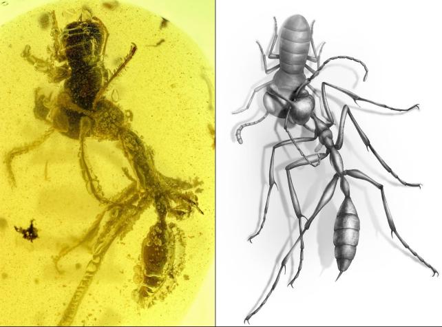 La brutal forma en que la hormiga del infierno mataba a su presa y que se descubrió con este fósil