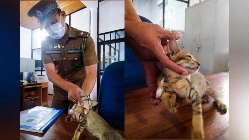Gato "narco" se fuga de cárcel de Sri Lanka: Lo habían capturado llevando heroína a reclusos