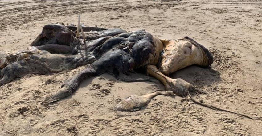 Encuentran restos de extraña criatura de 4,5 metros de largo en playa de Inglaterra