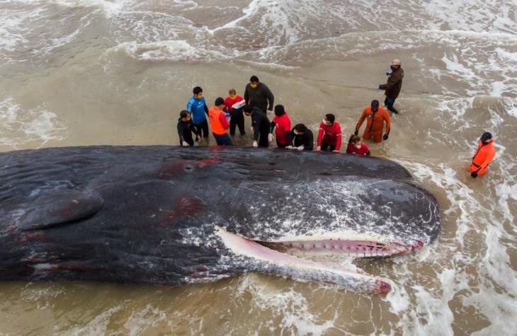 Cachalote de 15 metros de largo muere varado en playa argentina pese a intento de rescate