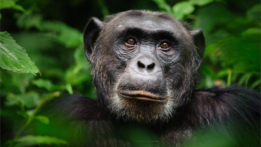 Cómo los chimpancés ayudaron a restaurar una selva tropical completamente diezmada hace 2.500 años