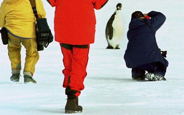 Descubren nuevas colonias de pingüinos gracias a kilómetros de excremento captados desde el espacio