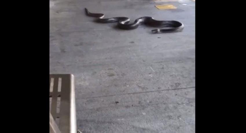 "¡Esto no puede ser real!": captan a serpiente gigante en Metro de Nueva York